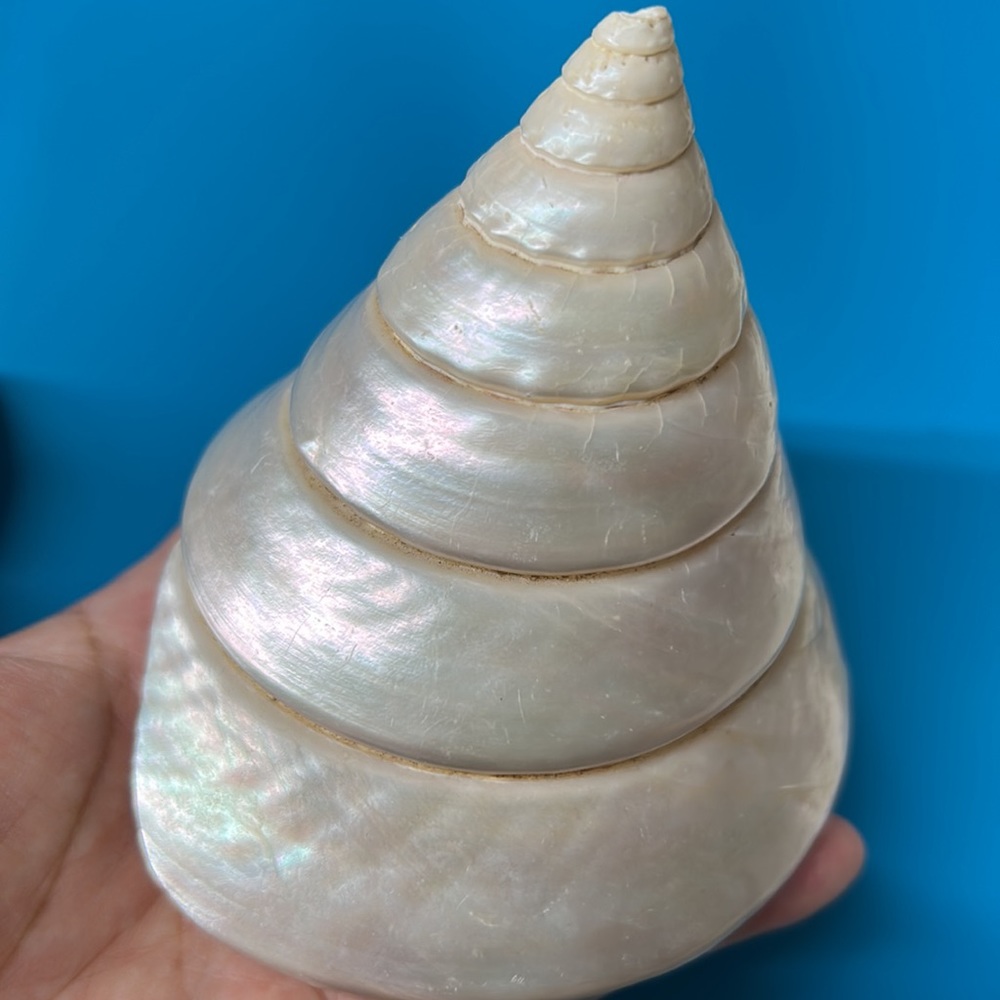 🖤PEARL TROCHUS NILOTICUS SHELL DECOR